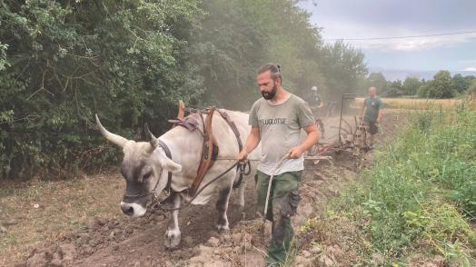 WIR in Lorsch mit Ochse