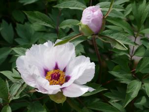 Lorscher Pfingsrosengarten