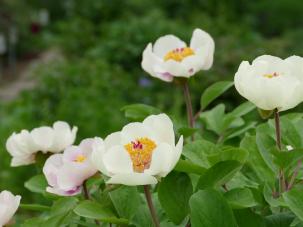 Lorscher Pfingsrosengarten