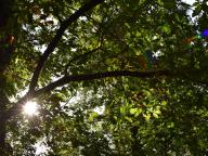 Blick in die Baumkrone