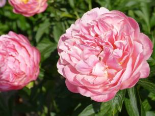 Paeonie Pink Hawaian Coral