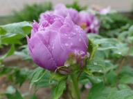 Pfingsrose Chojuraku