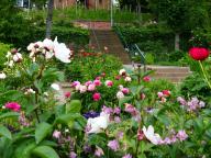 Blick von unten auf den Pfingstrosengarten