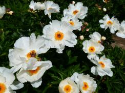 Paeonia lactiflora Laureshamensis