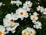 Paeonia lactiflora Laureshamensis