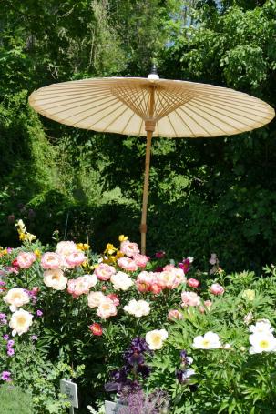 Impression vom Pfingsrosengarten