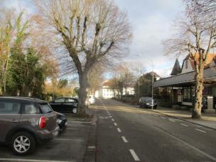 Baum mit Zunderschwammbefall in der Lindenstraße
