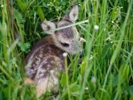 Rehkitz auf dem Boden im Gras versteckt