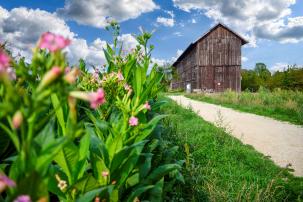 Tabakschuppen in Lorsch, im Vordergrund Tabakpflanzen