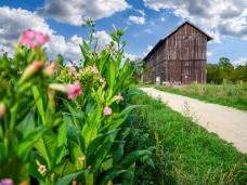 Tabakschuppen in Lorsch, im Vordergrund Tabakpflanzen