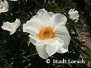 Paeonia Lactiflora Laureshamensis