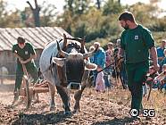 Pflügen in Lauresham