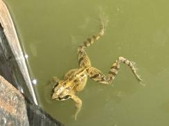 Ein weiterer „Froschmann“ in der Baugrube (er hat die Baugrube inzwischen wieder aus eigener Kraft verlassen)