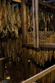 Museum des Tabakanbaus im historischen Tabakschuppen